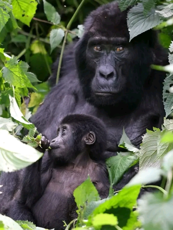 Monitor lizard crossing dry safari track