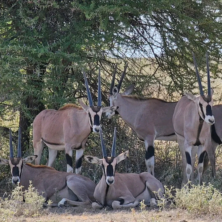 Group of antelope resting in shaded safari area